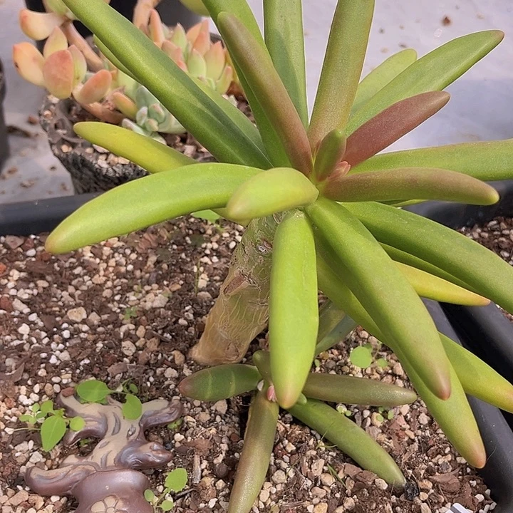 椰子树3106多肉植物