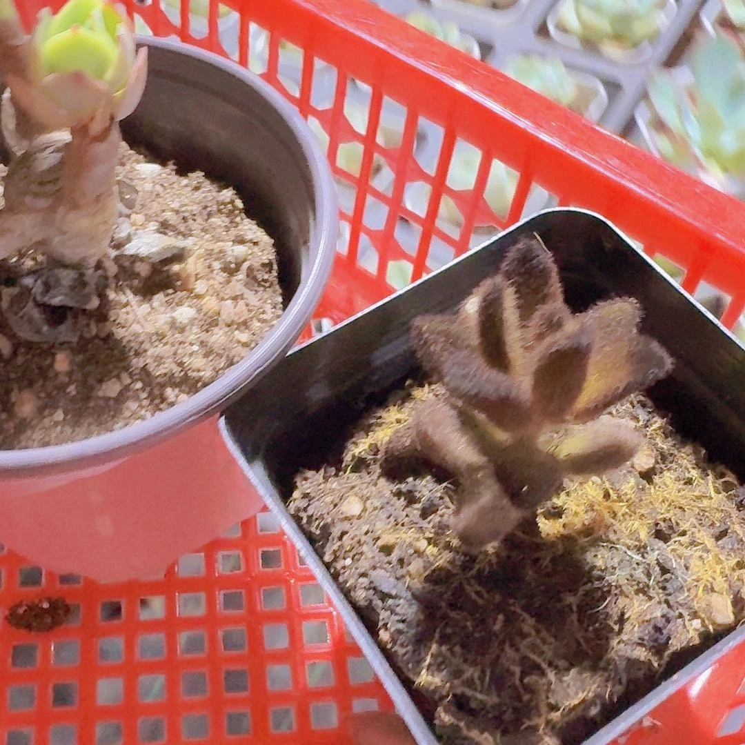 精品孙悟空多肉植物