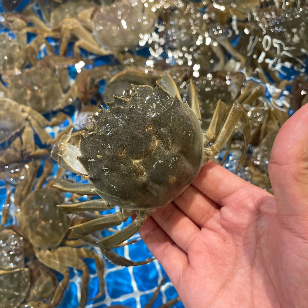 【同城配送】盘锦母蟹3斤一箱单只1两到1.3两左右【全活】