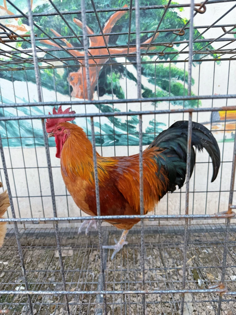 一年散养土鸡农家鸡 肉质紧实 冷链发货 顺丰包邮 包冰率不含冰