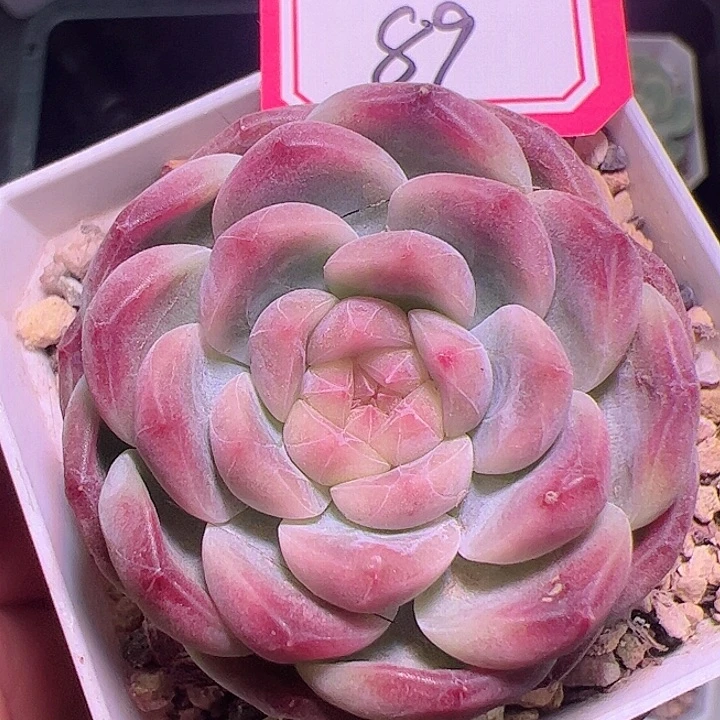 冰魄多肉植物单头