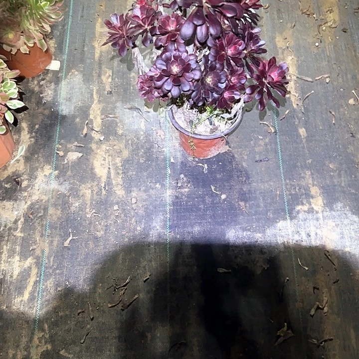 法师植物一物一拍30