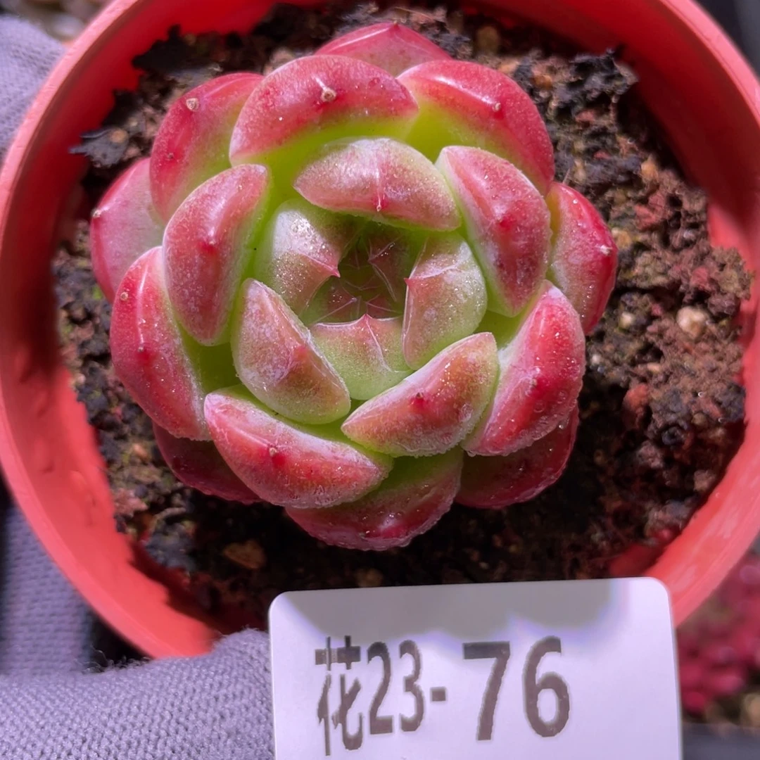 花利美23-76新品