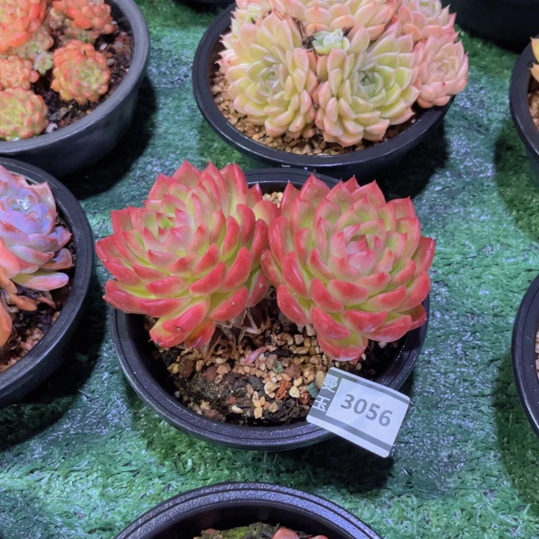 杂多肉植物多肉3056