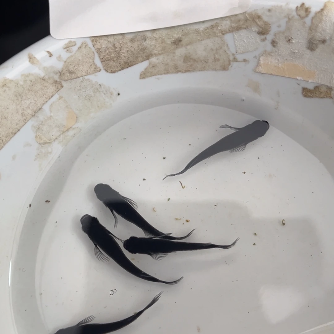 青鳉鱼232松井大蛇五尾