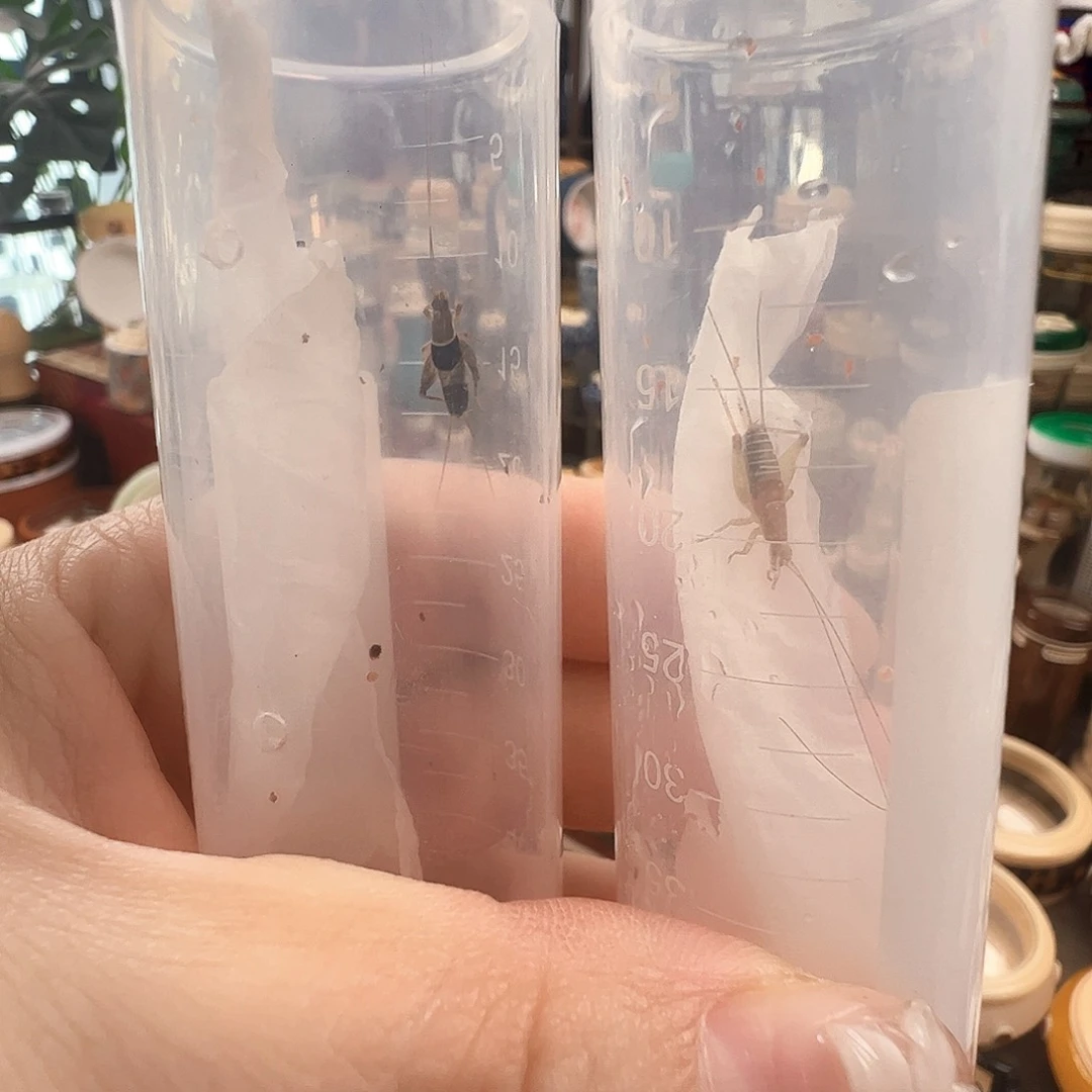 哈哈哈水墨和烈仙子各一个