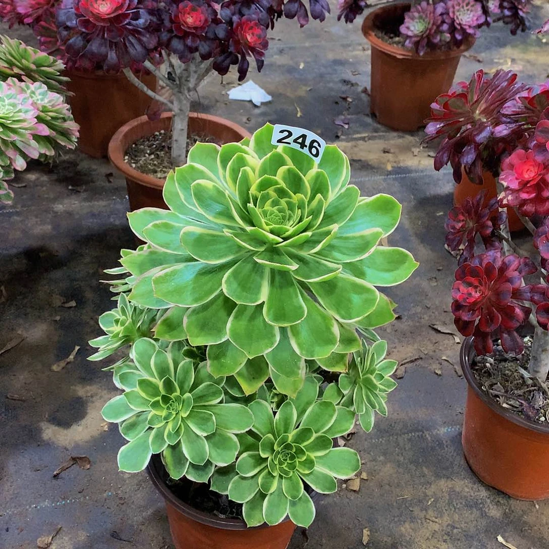 無****多肉大叶绿玫瑰246.000000