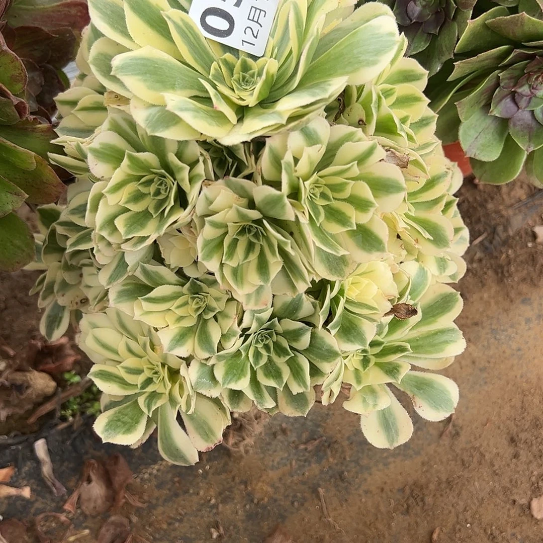 12.11-58迈巴赫多肉植物