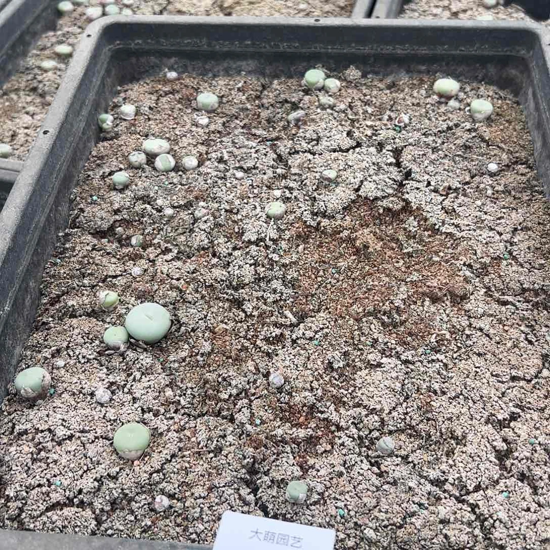 清框脱土发无售后默认有疤。   592