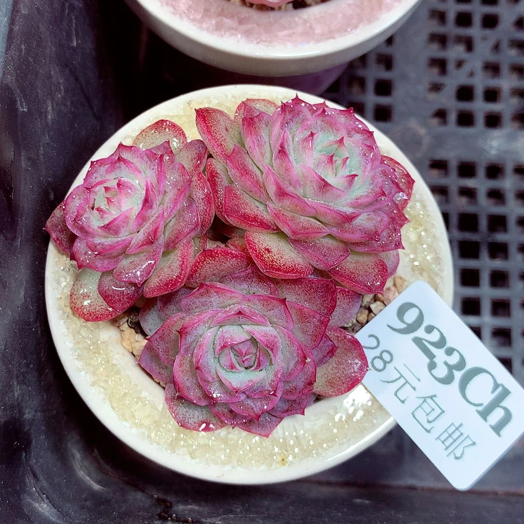 5厘米盆精控多肉923