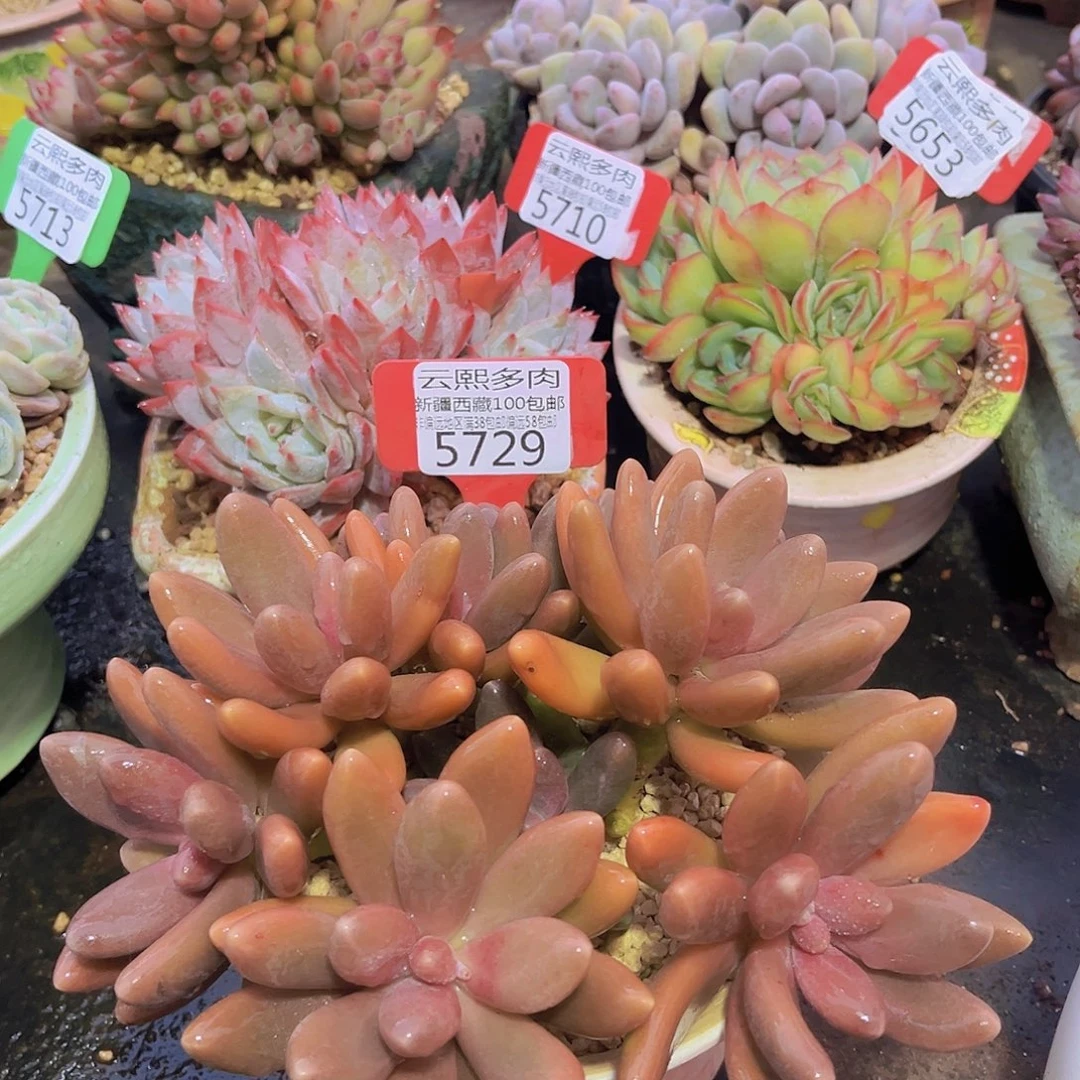 5729糖果美人多肉植物