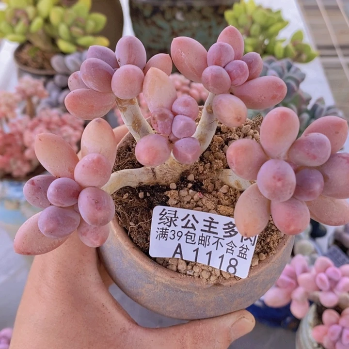 香水手指奶老桩10cm118多肉植物
