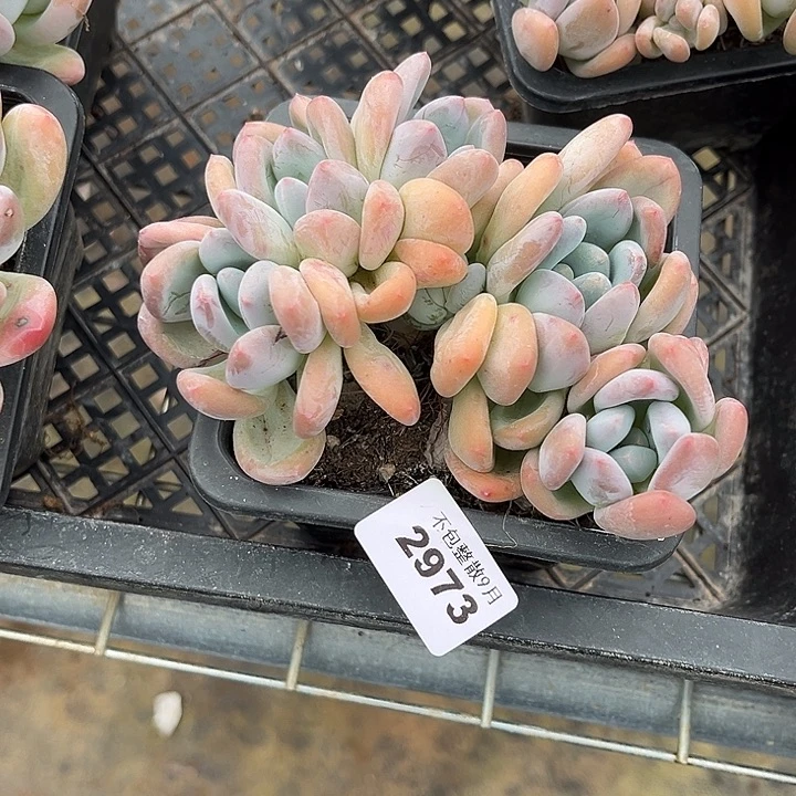 阿雅园艺。         2973香水