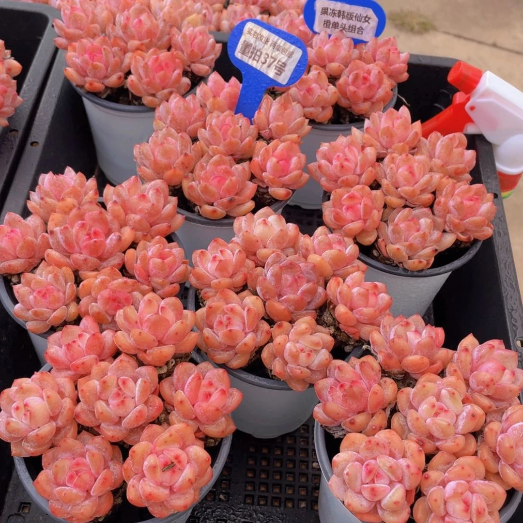 量拍37号 果冻韩版仙女橙单头组合7个