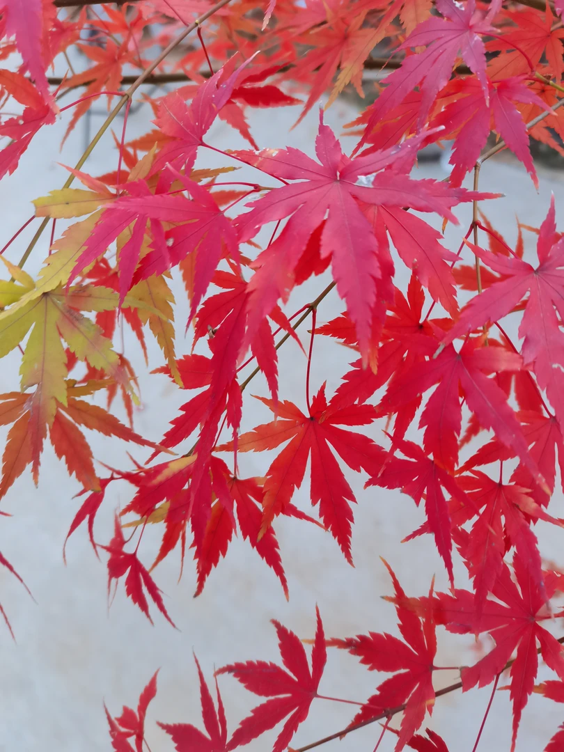 各种枫叶彩叶庭院栽植一物一拍