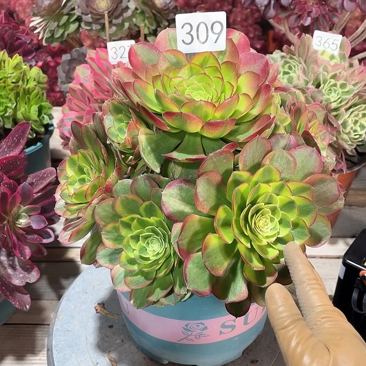 万奶白309冠幅25