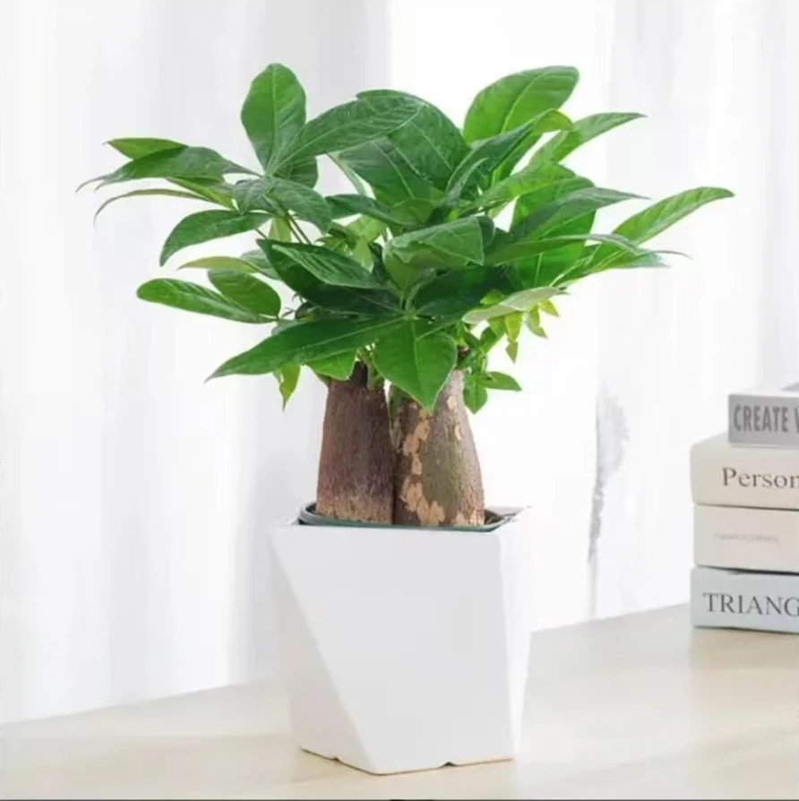 三杆发财树小盆栽植物办公室内三杆原生招财好养盆景花卉绿植王