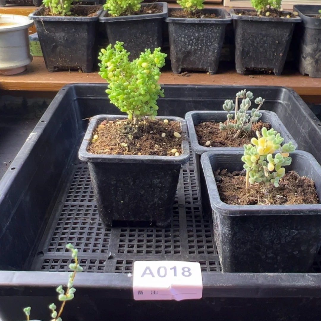 枝干番杏多肉植物018