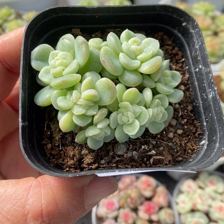 一物一拍一物一拍1115-521