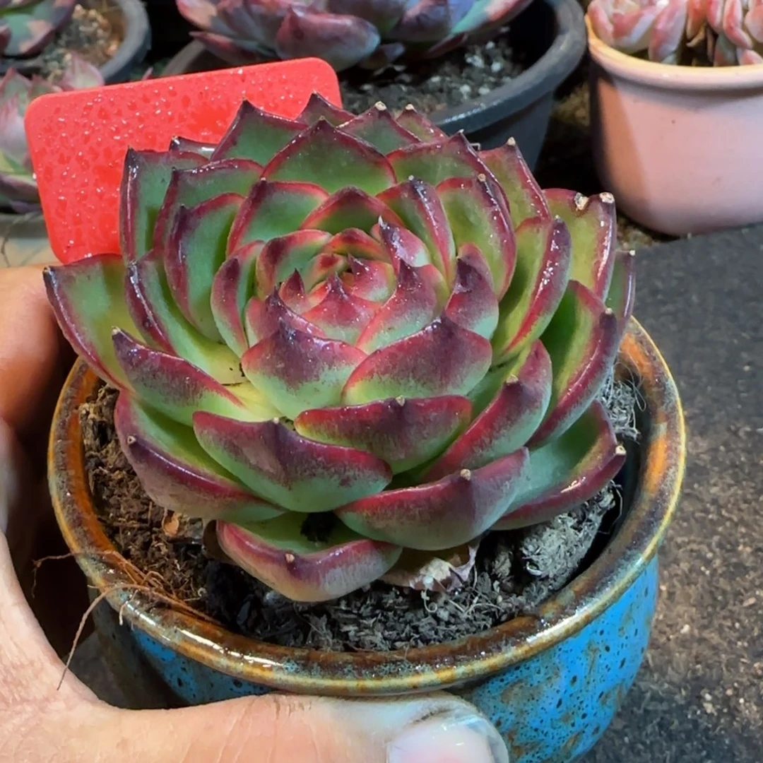 万宝龙多肉植物多肉