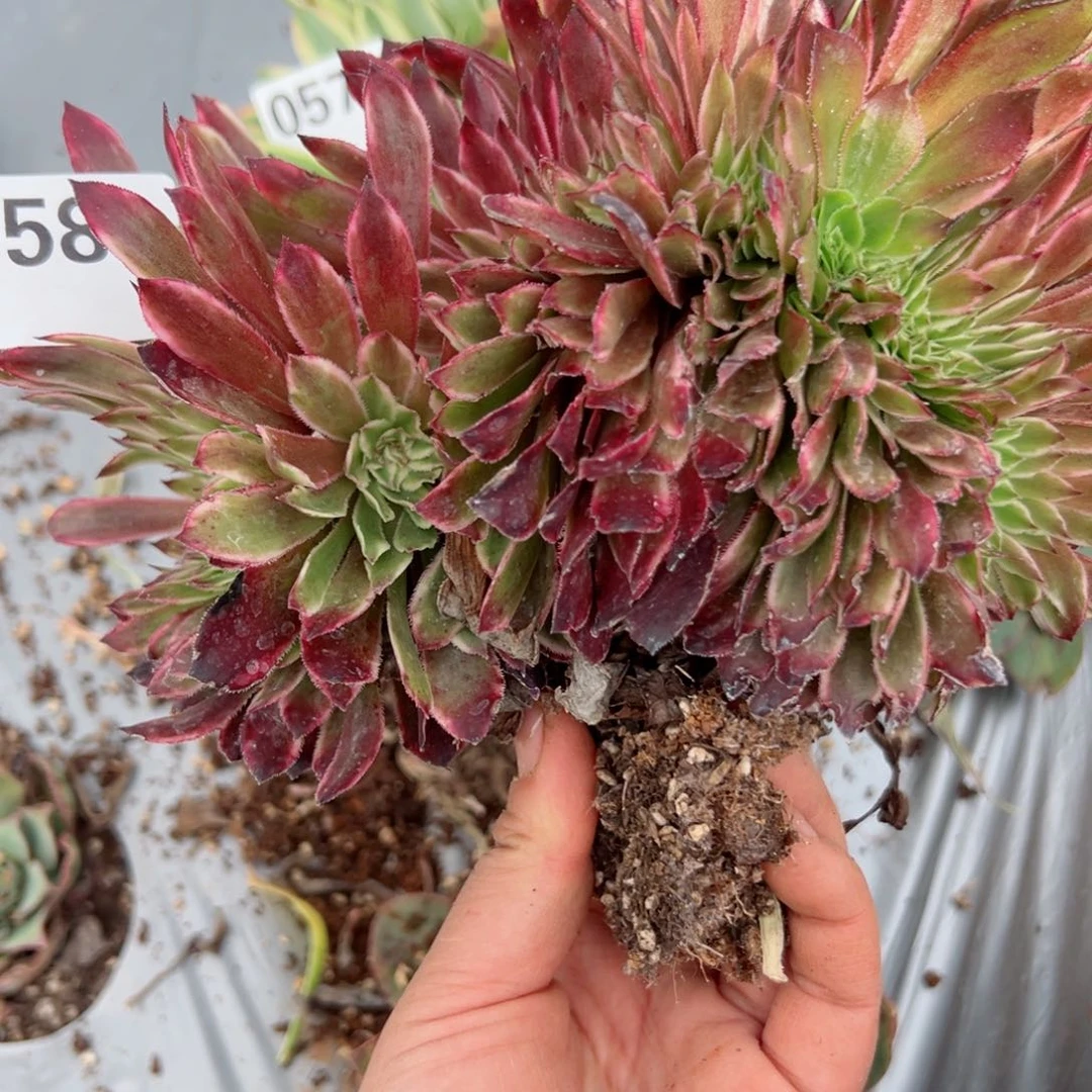 580 号多肉植物法师新年福利