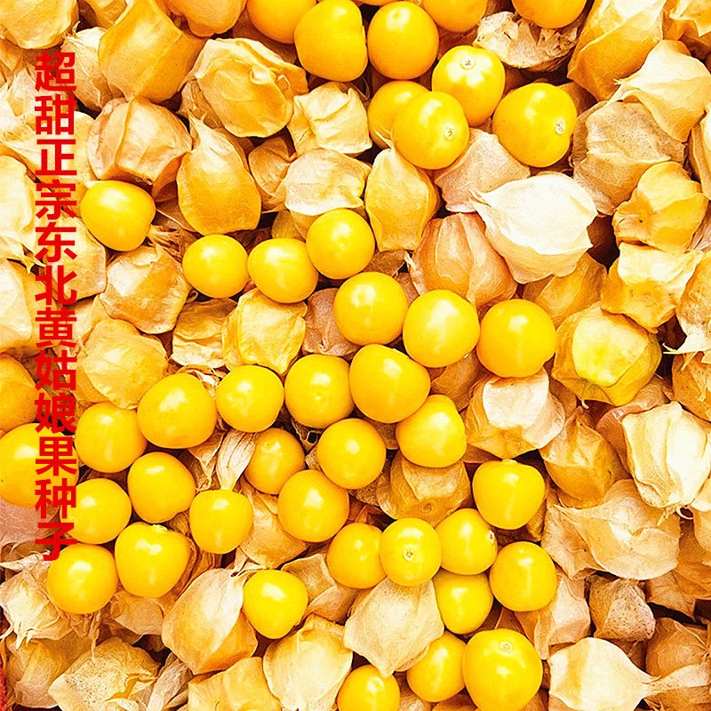 正宗东北黄菇娘果种子四季播水果种子高产小姑娘果超甜灯笼果种子