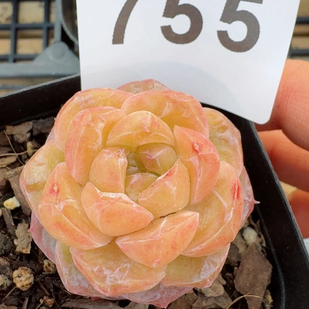 石化霜花         精品多肉