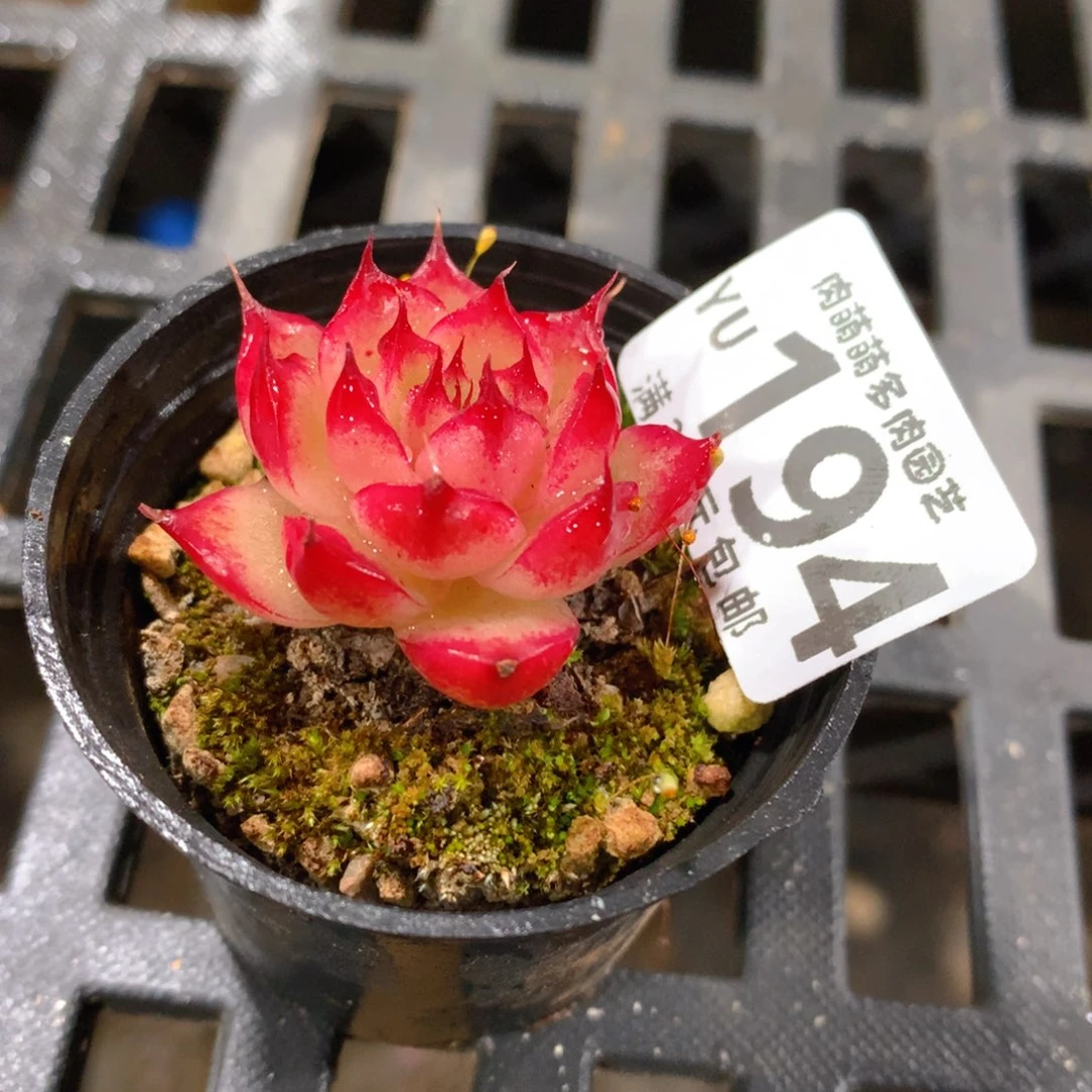 肉萌萌拇指盆精控多肉YU194