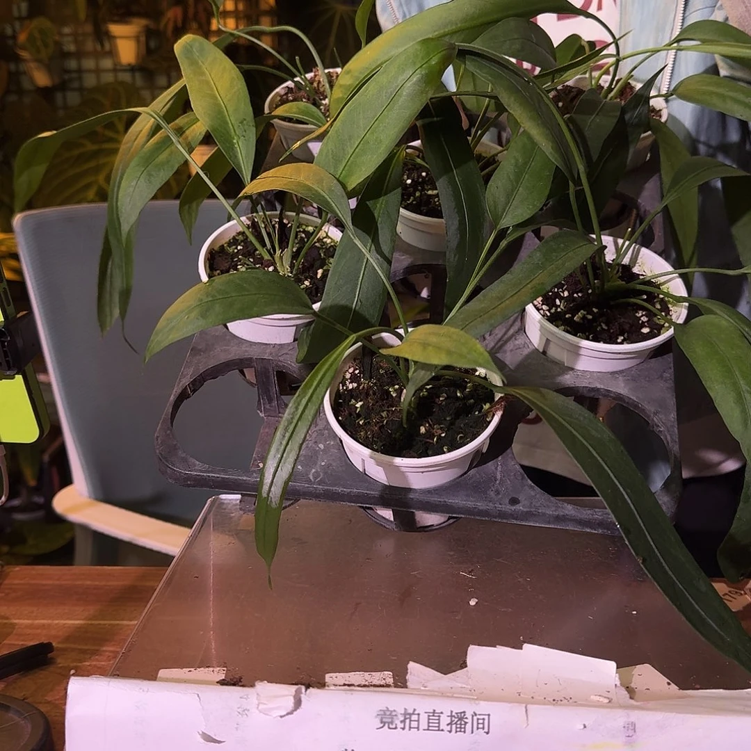不开花植物维塔领带随机发