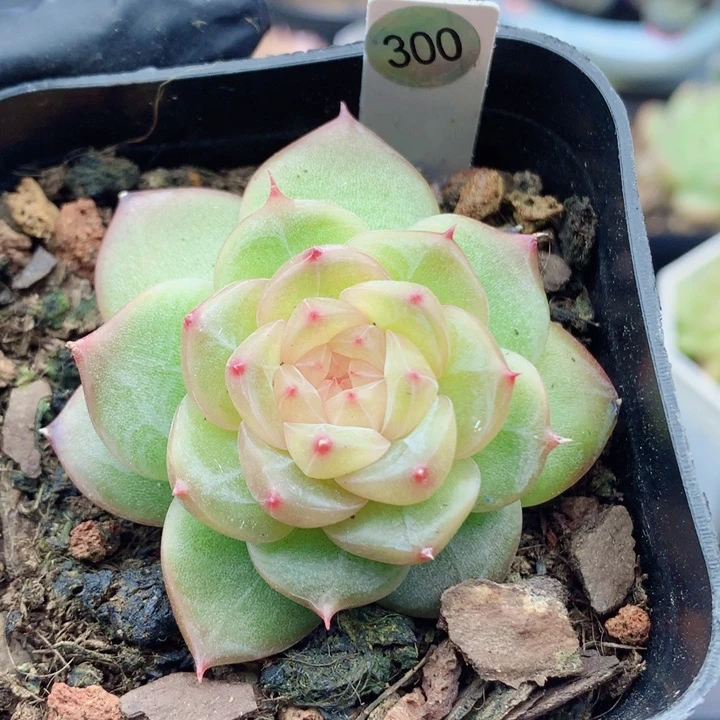 珍妮58包邮  群生不包整300