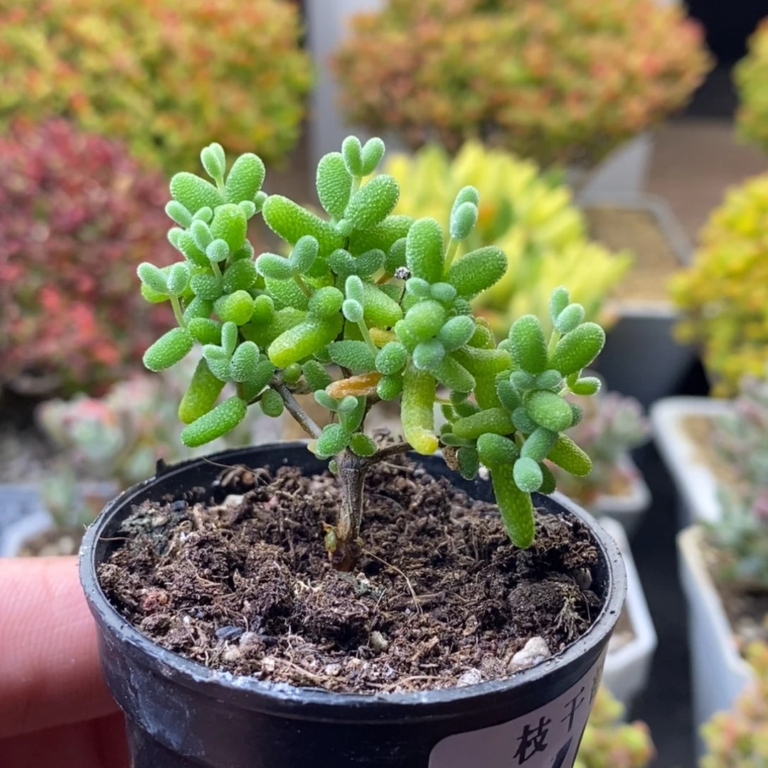 糖球109。