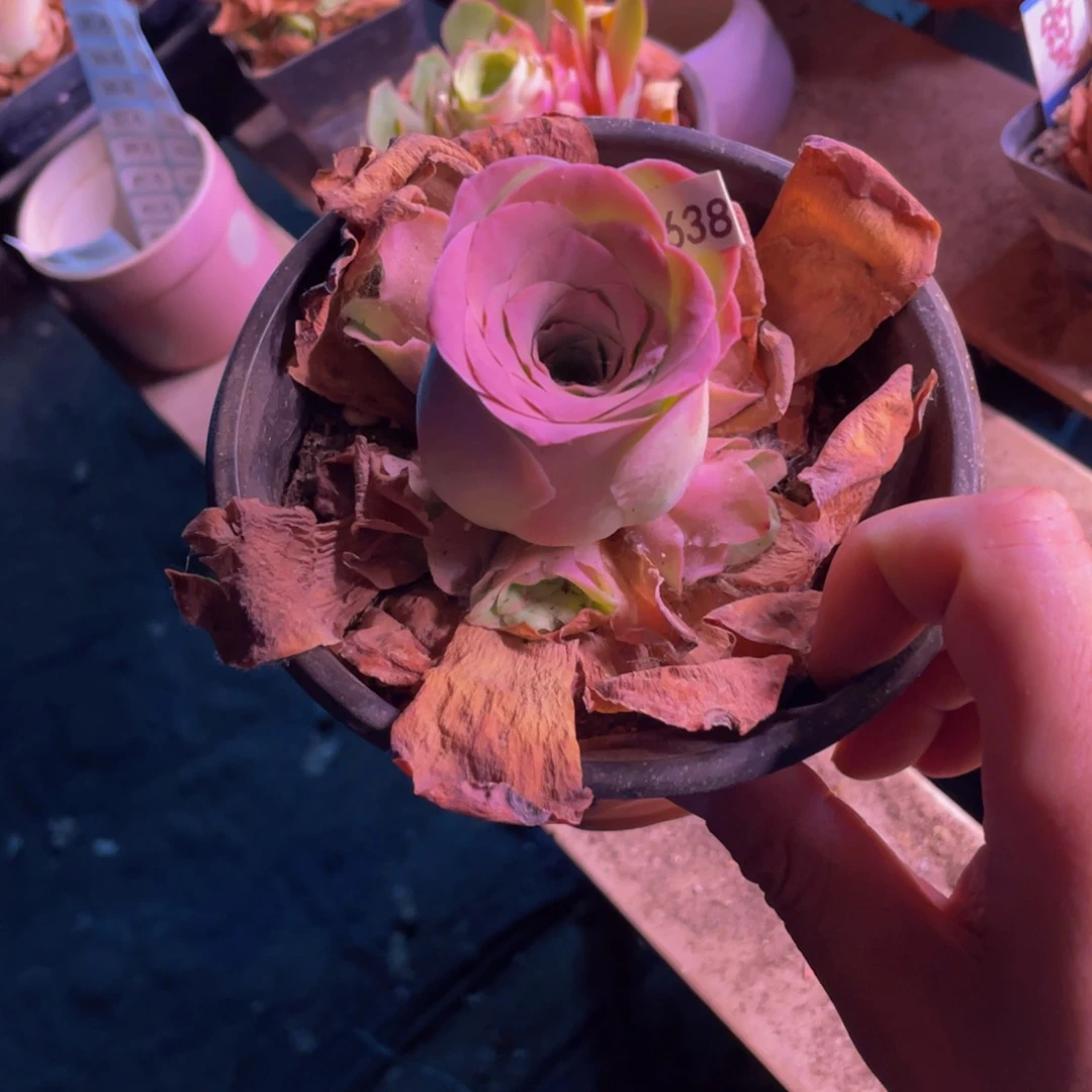 彩韵638多肉植物