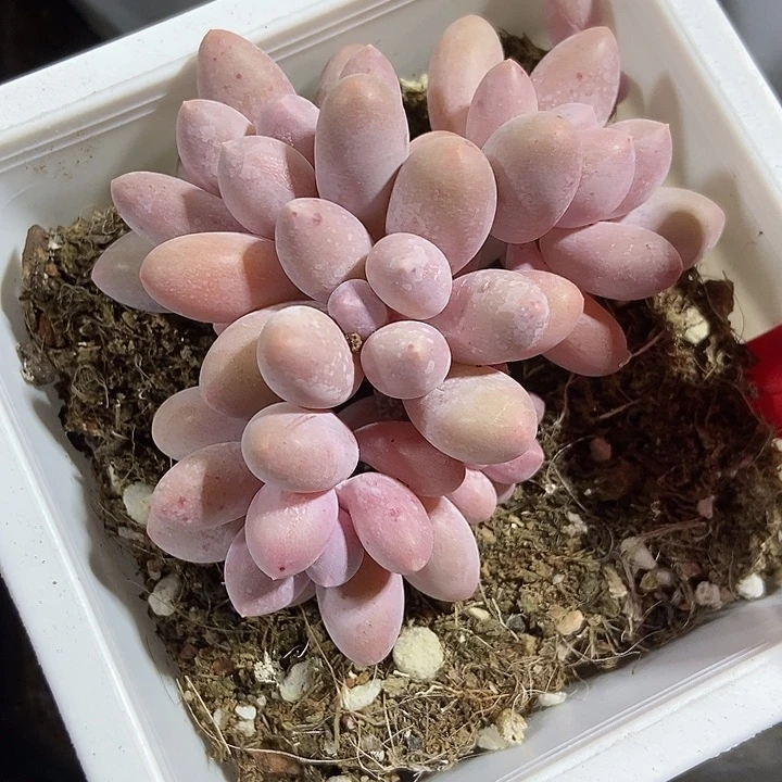 多肉植物汤圆1960