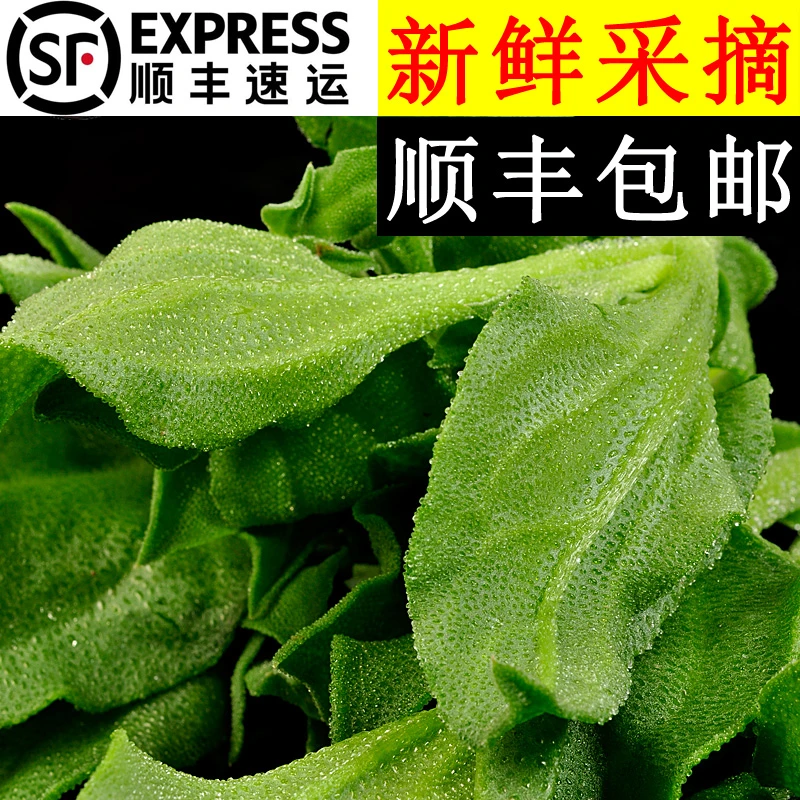 新鲜冰草3斤顺丰包邮山东潍坊冰草冰菜冰叶冰花火锅即食生吃沙拉
