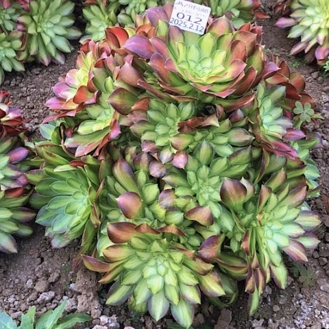 2.12-12韶华多肉植物