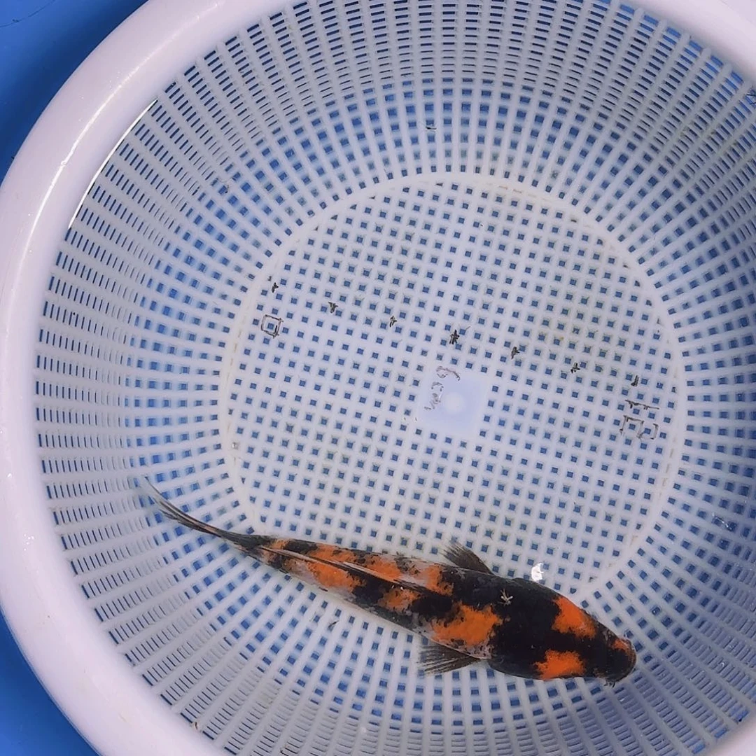 超***海水锦鲤的故事是