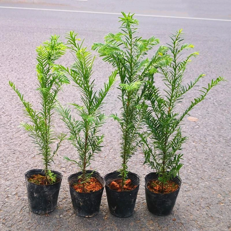 南方红豆杉树苗地栽盆景办公室绿植花卉大型庭院植物人工养殖室外