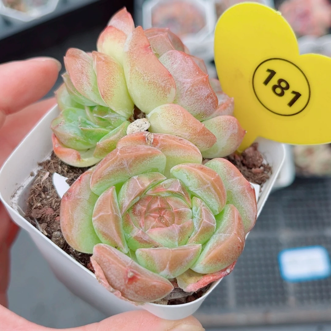 曦***月181号小老桩新品珍妮缀