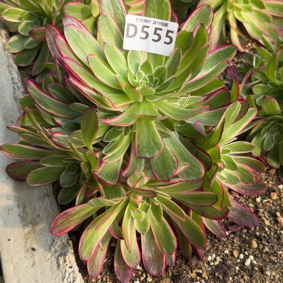 555孔雀翎多肉植物