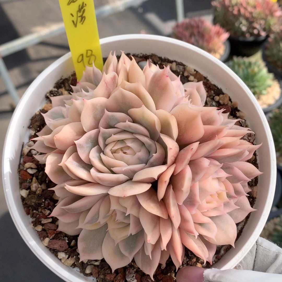 昂斯诺锦 手捧 一颗