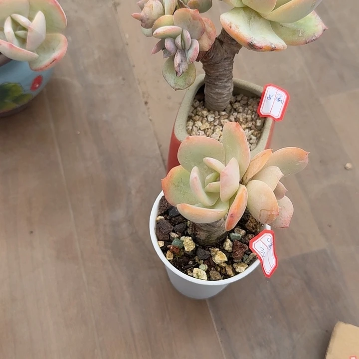_***_白凤多肉植物两颗
