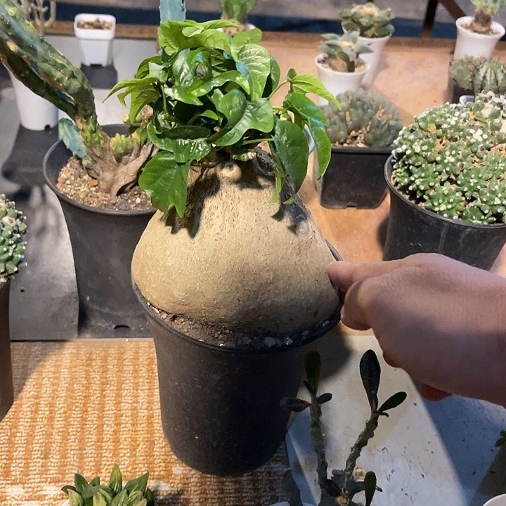 无花朵实生枫叶腺蔓一物一拍