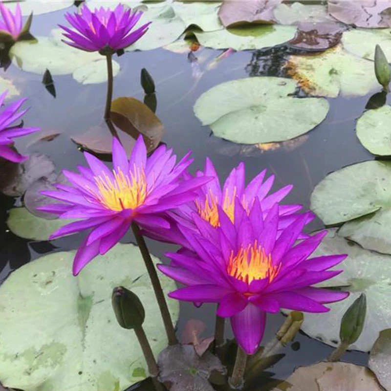 跨亚属大睡莲艾丽卡【带叶芽】发货当年开花阳台庭院水培植物送肥料