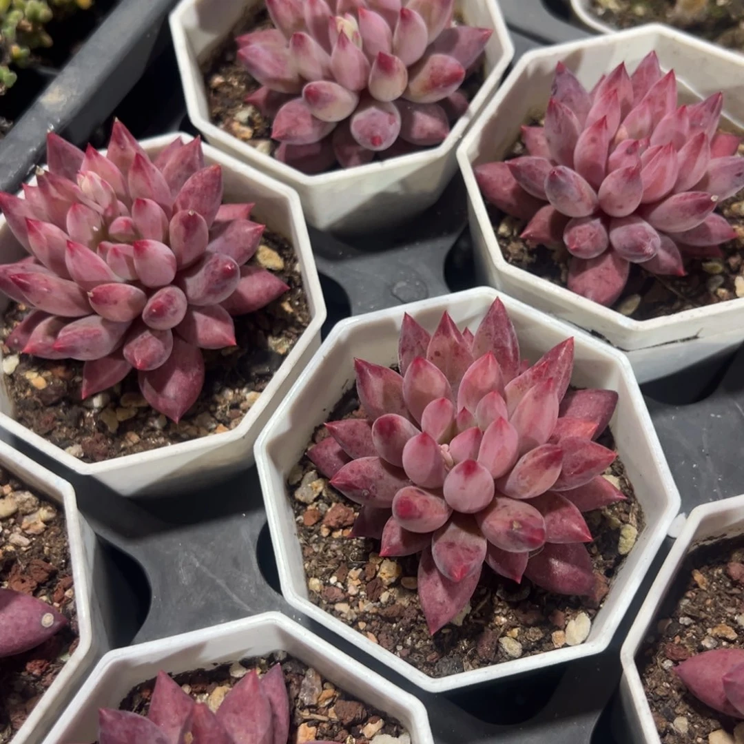 精控车厘子多肉到手1颗 量拍多肉满18包邮