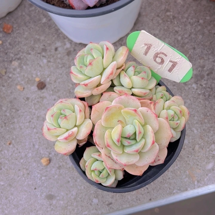 健健康康平平安安