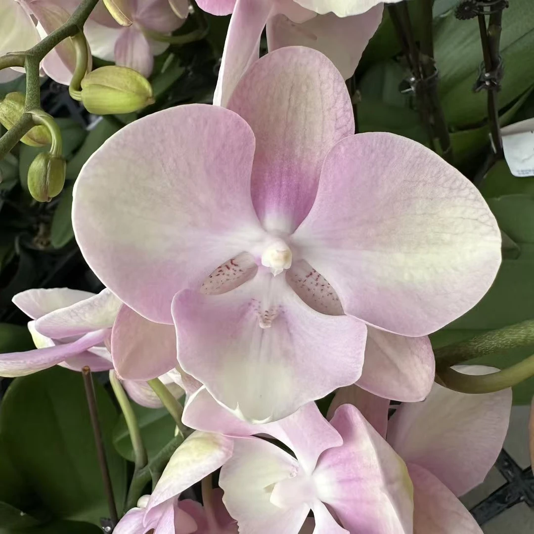 蝴蝶兰【威尼斯】高端花卉 客厅美观 基地直发