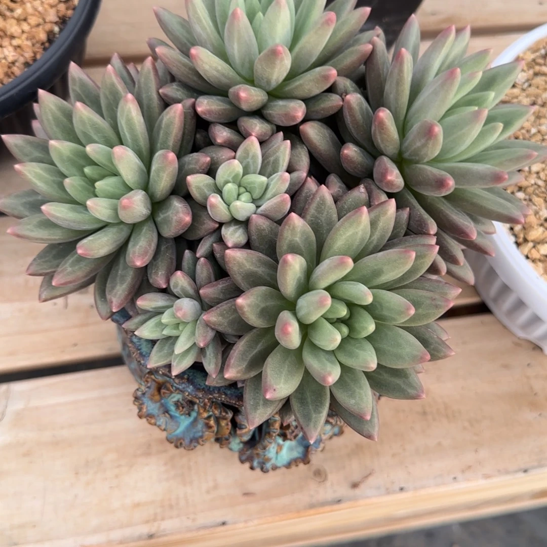 水晶球多肉植物多肉