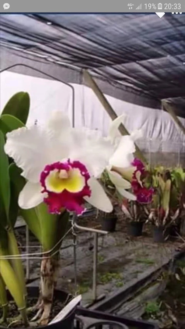 量拍，卡特兰一杯