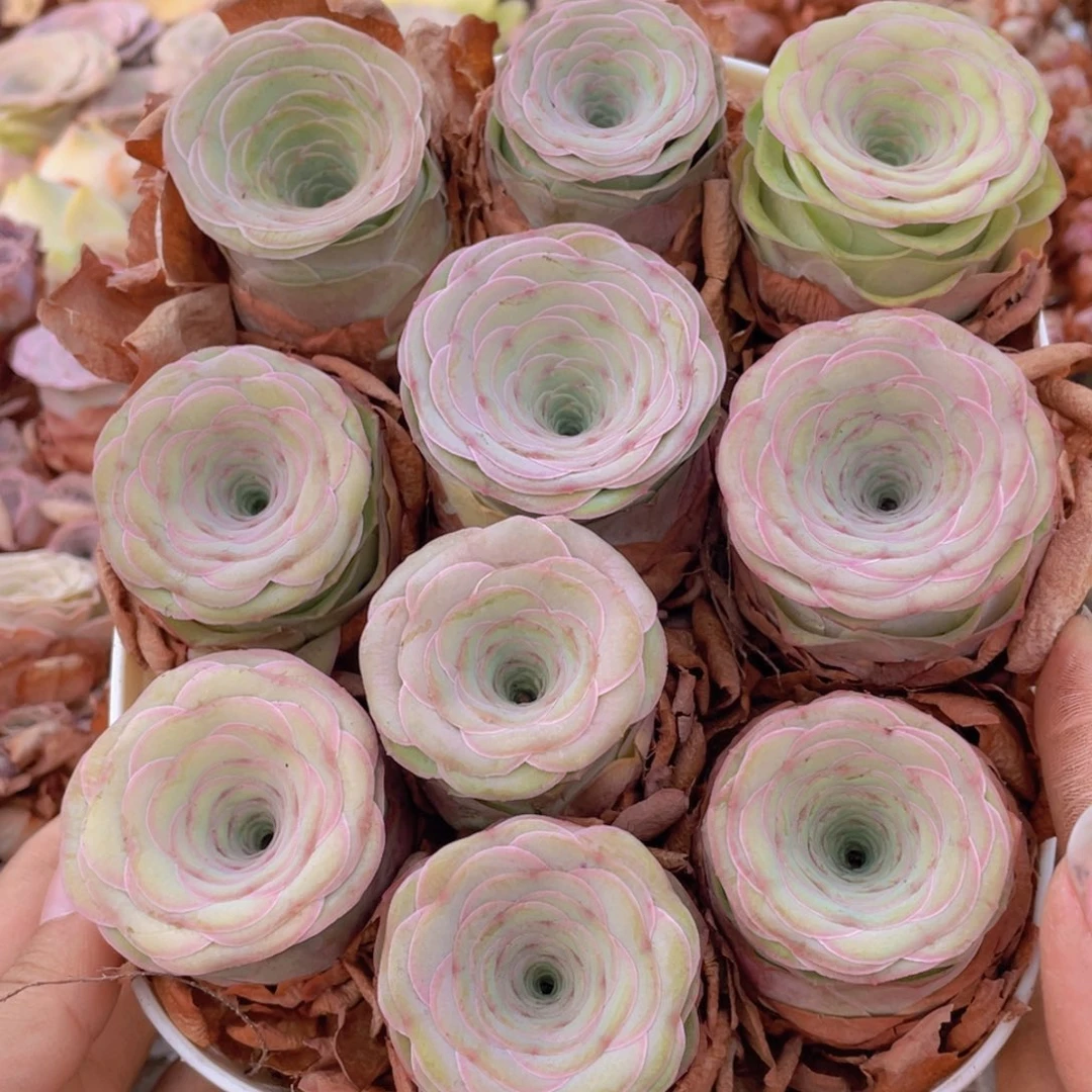 娜***子山地玫瑰花篮组合J265