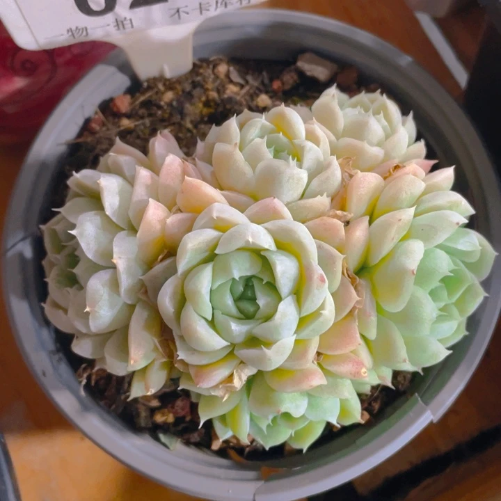 三**草谢谢你的支持00000028